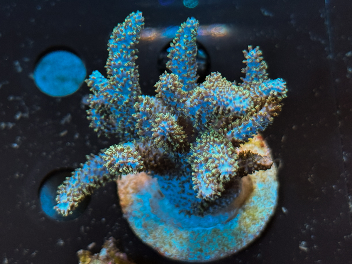 Sinularia mollis