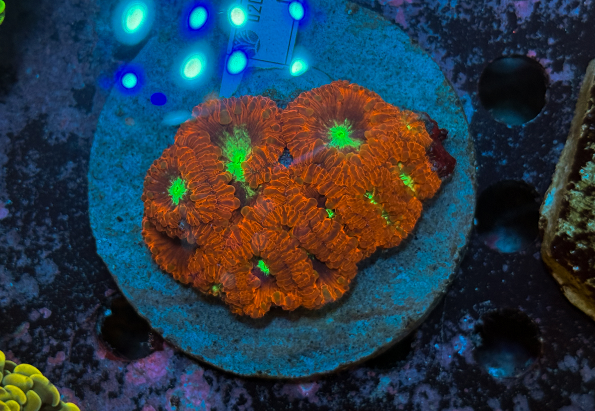 Blastomussa sp. Colony