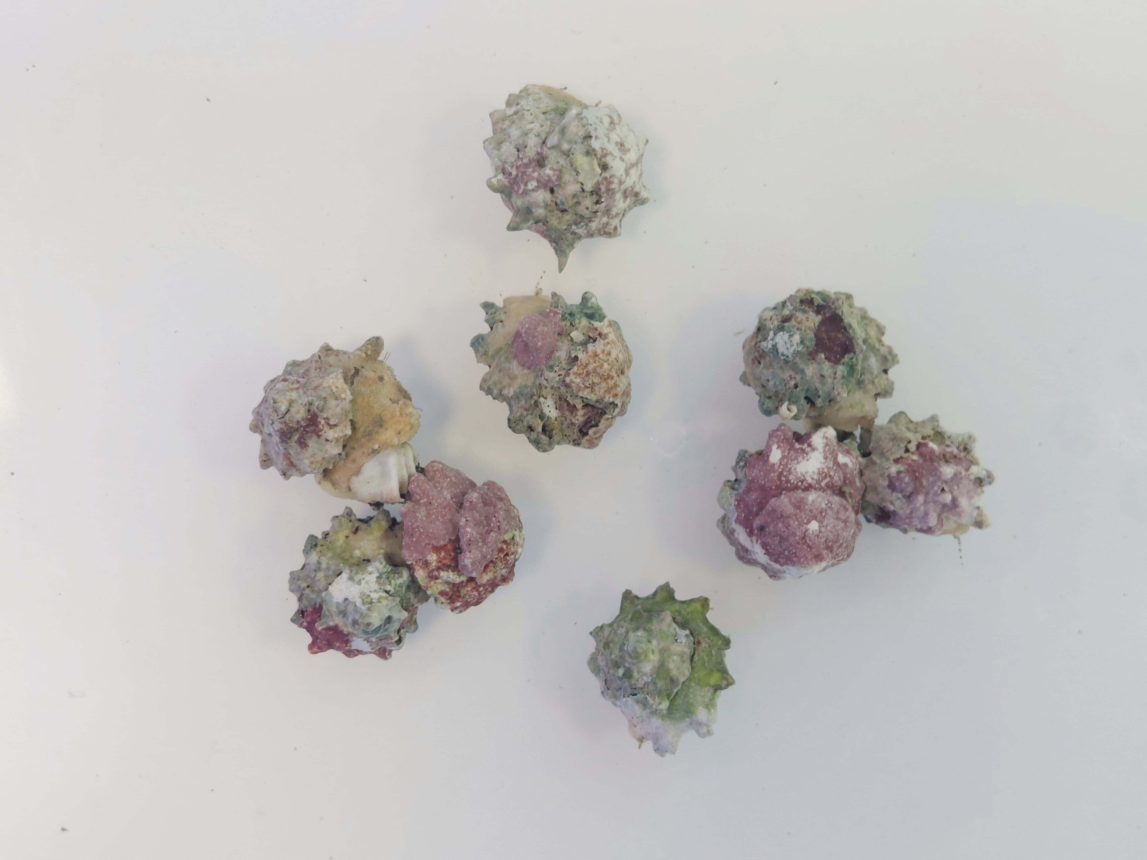 Astralium calar Astralium calar