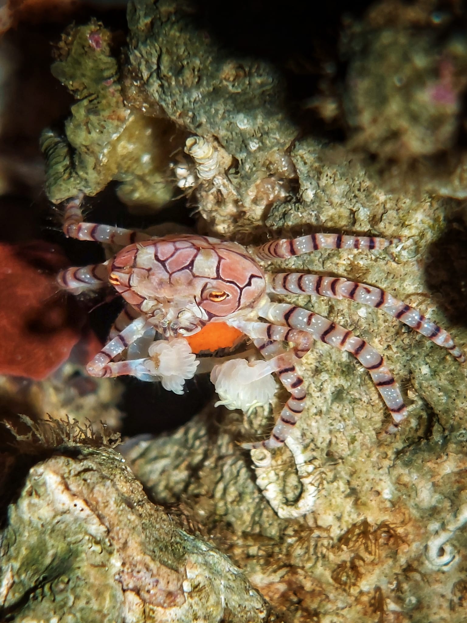 Lybia tessellata - Boxerkrabbe
