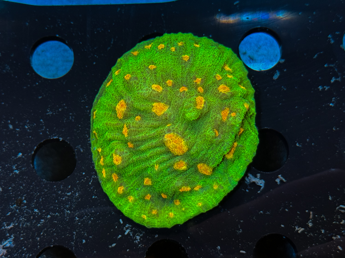 Chalice sp. Space Invader