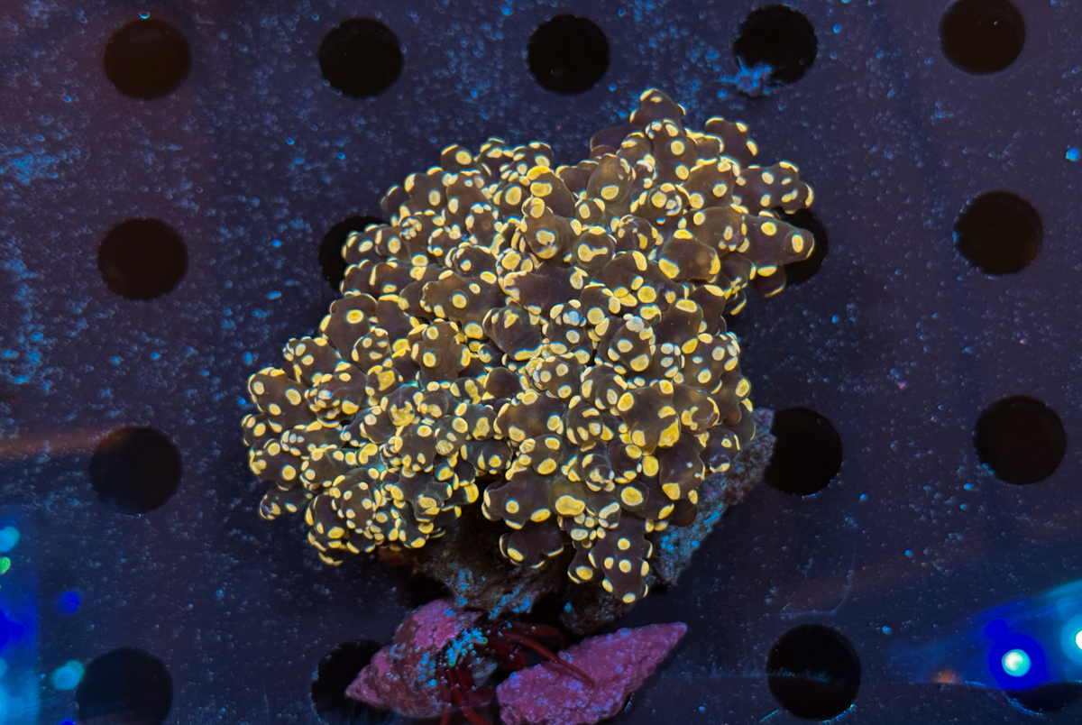 Euphyllia Frogspawn