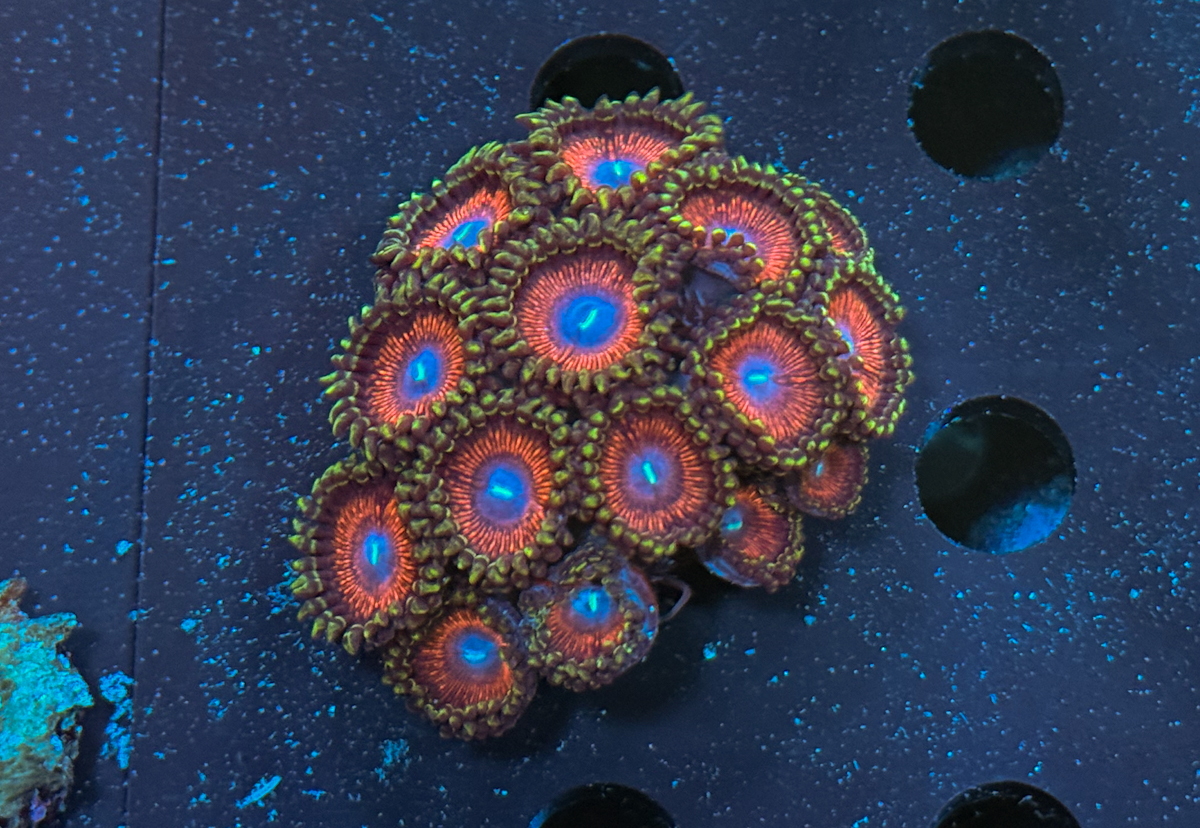Zoanthus sp.