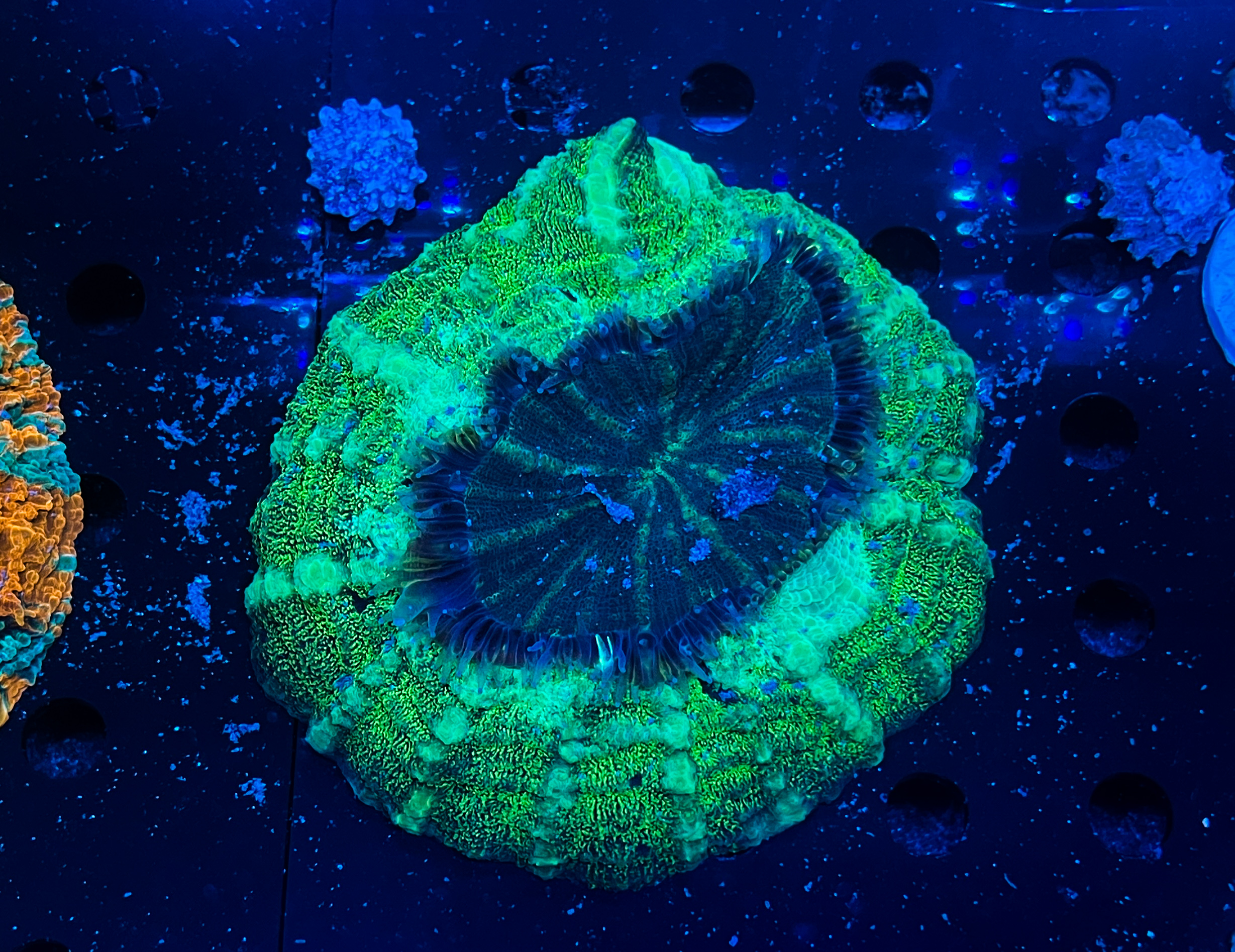 Acanthophyllia deshayesiana Green