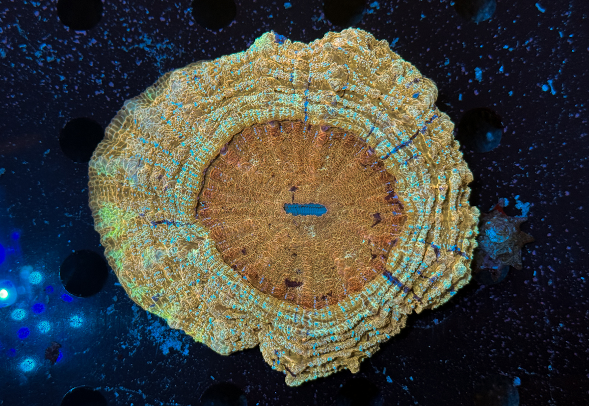 Acanthophyllia sp. Gold