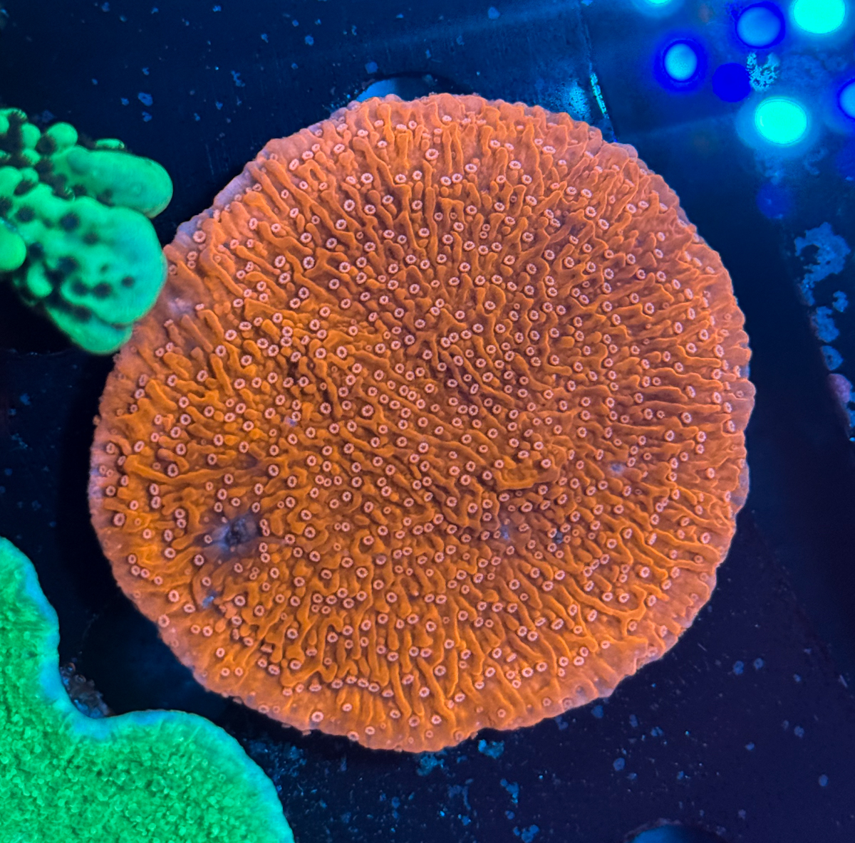 Montipora sp. SnowCap