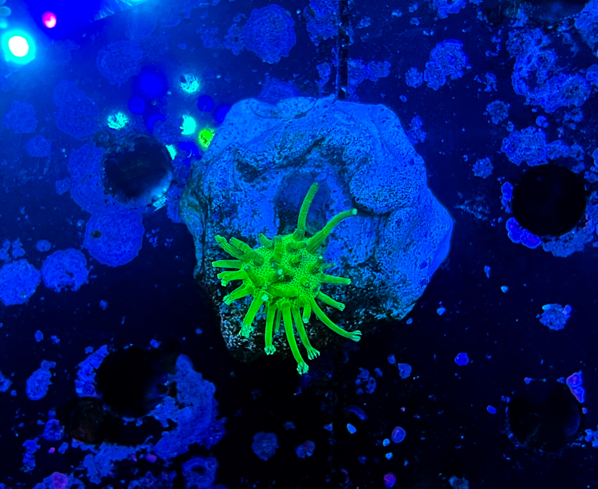 Sarcophyton sp. South China Tood