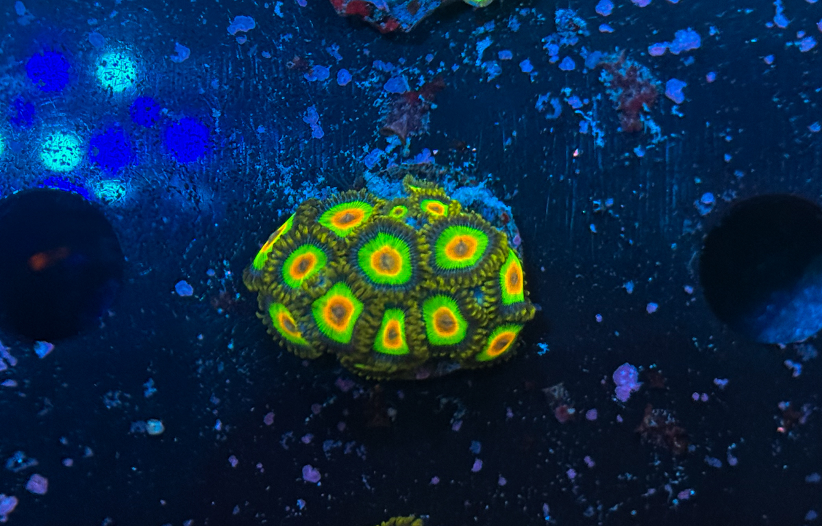 Zoanthus sp. Rasta