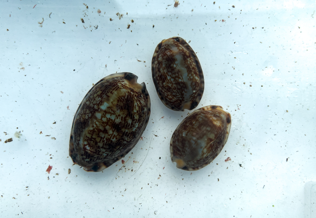 Mauritia Arabica