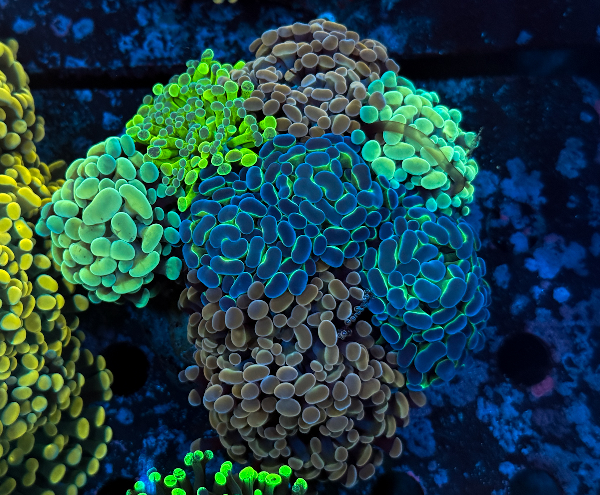 Euphyllia Paraancora Mix Rock Euphyllia Paraancora Mix Rock