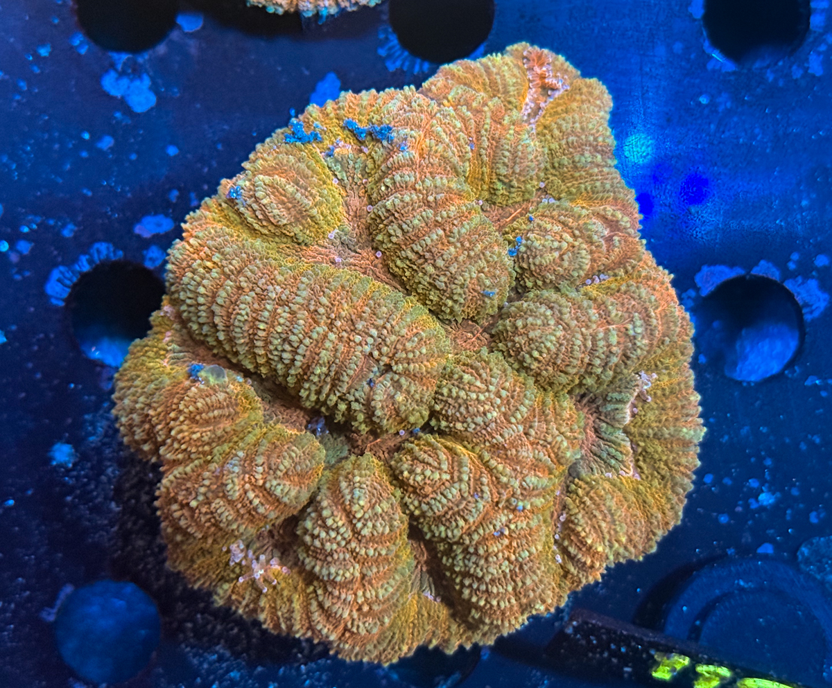 Lobophyllia spp. Orange Brain