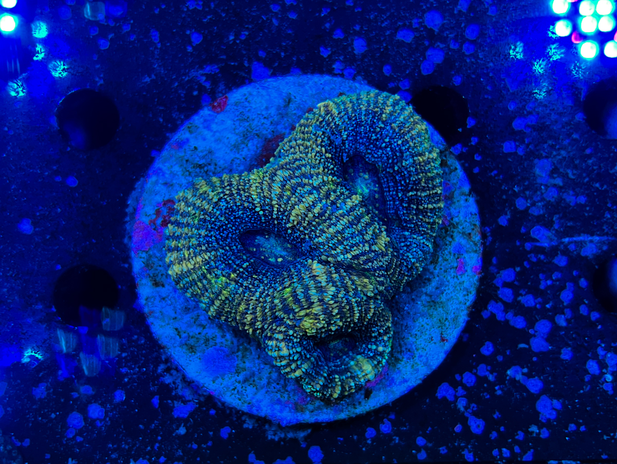 Acanthastrea bowerbanki