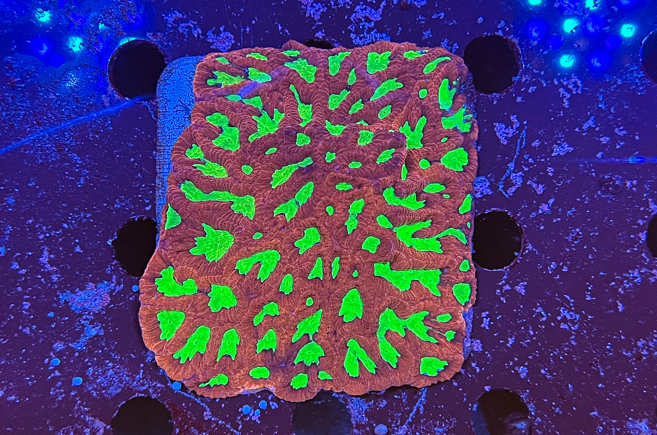 Platygyra sp. "Bleeding Apple" Colony