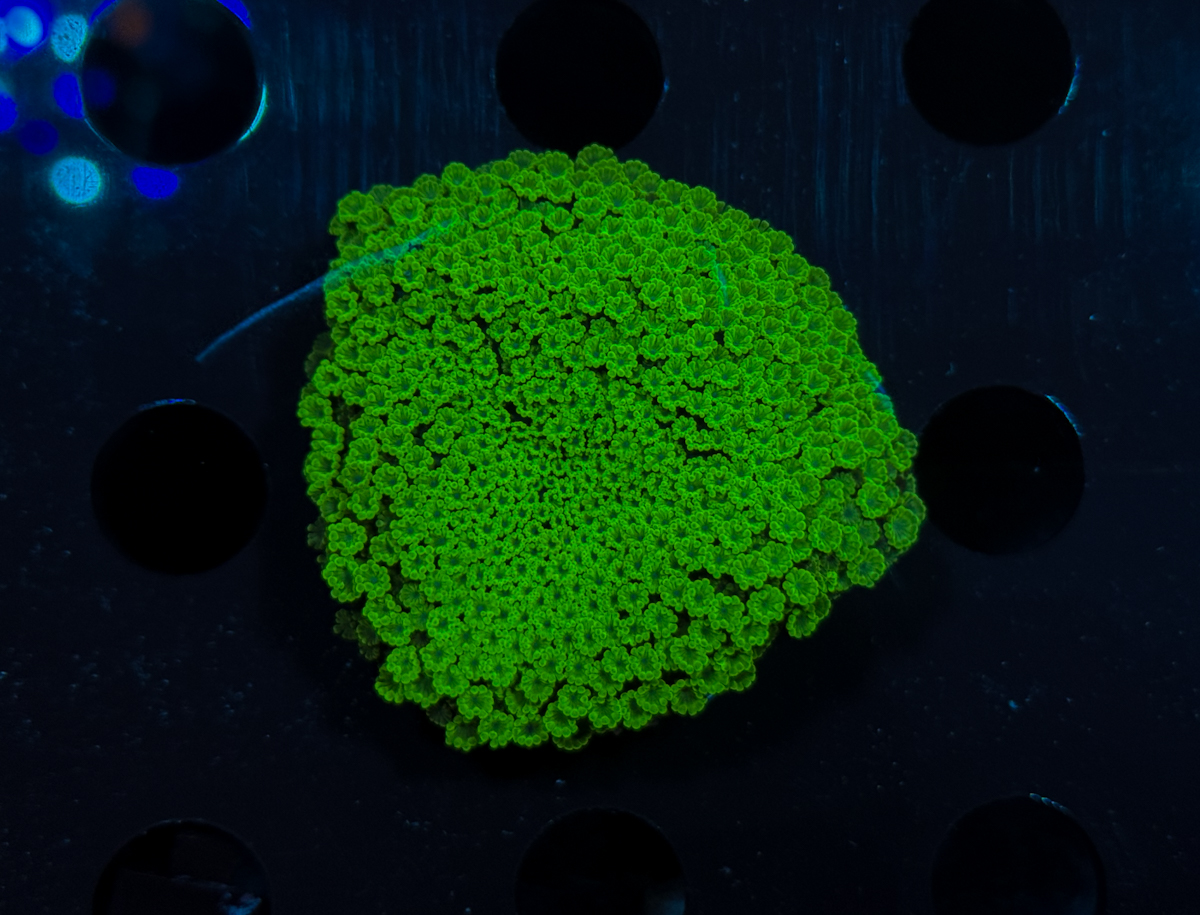 Alveopora minuta Green