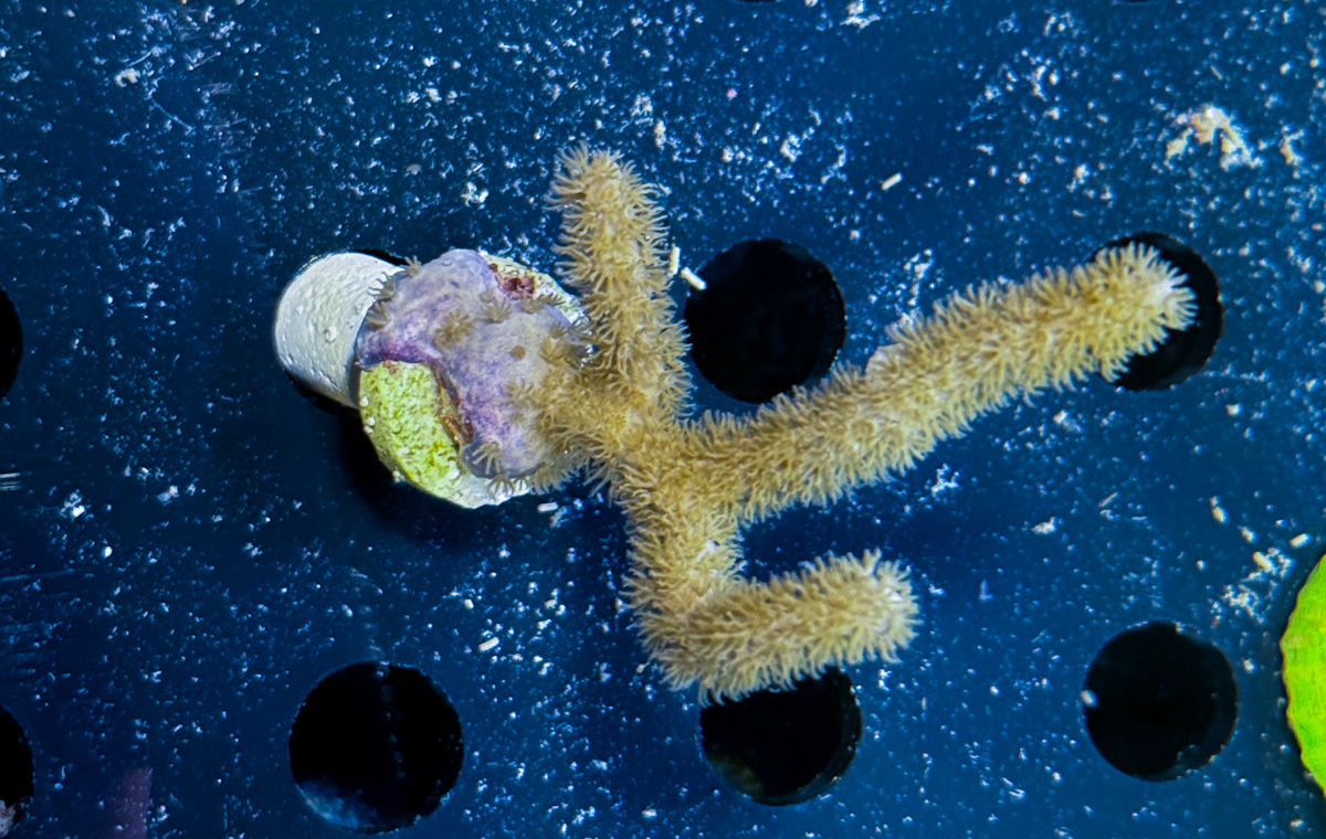 Gorgonie sp.