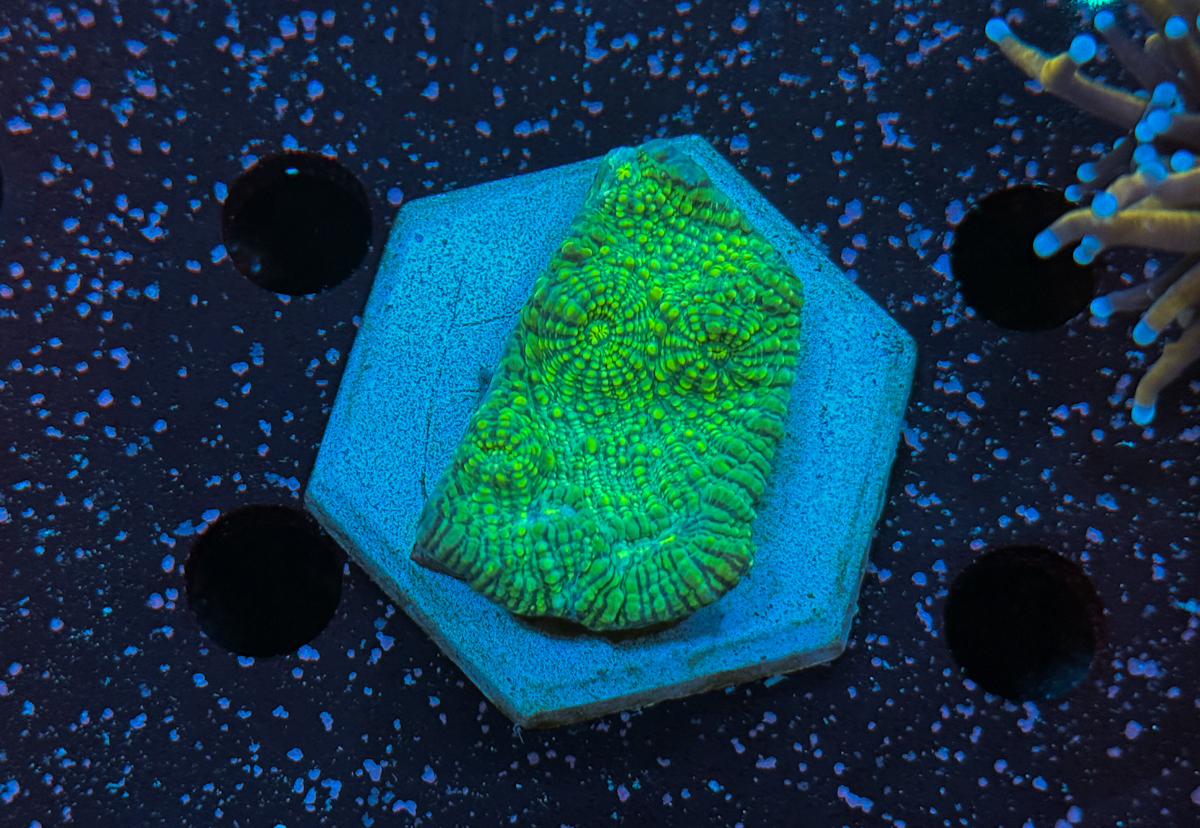 Chalice sp. Green Stripes