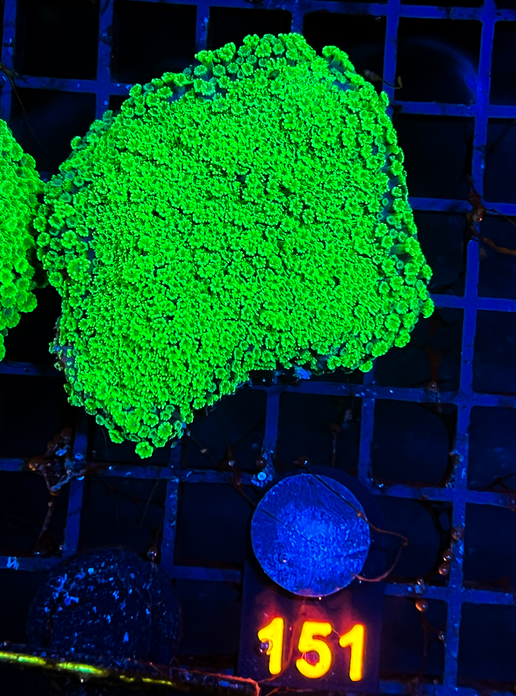 Alveopora sp. Green (Indo Kurzpolypig)