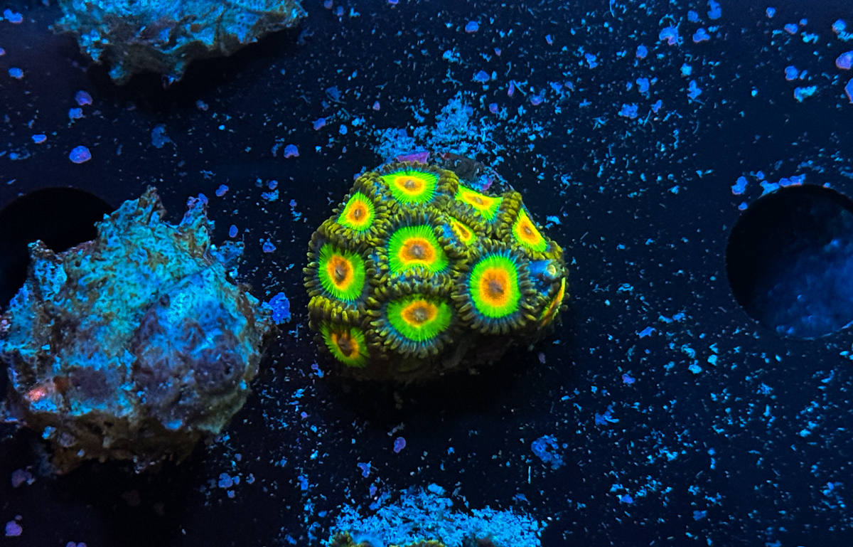 Zoanthus sp. Rasta