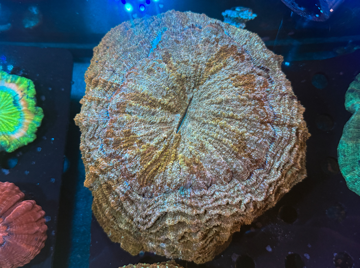 Acanthophyllia sp. Camouflage Gold