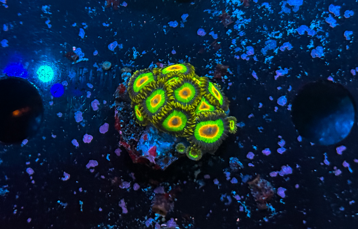 Zoanthus sp. Rasta