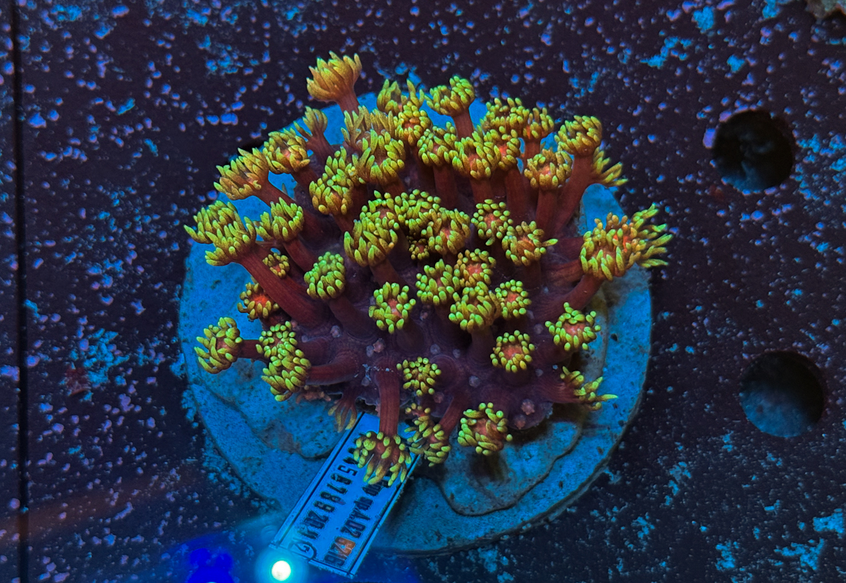 Goniopora sp. Flames