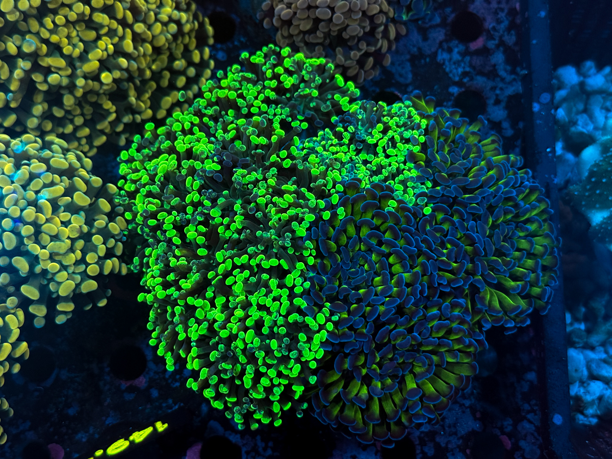 Euphyllia Paraancora Mix Rock