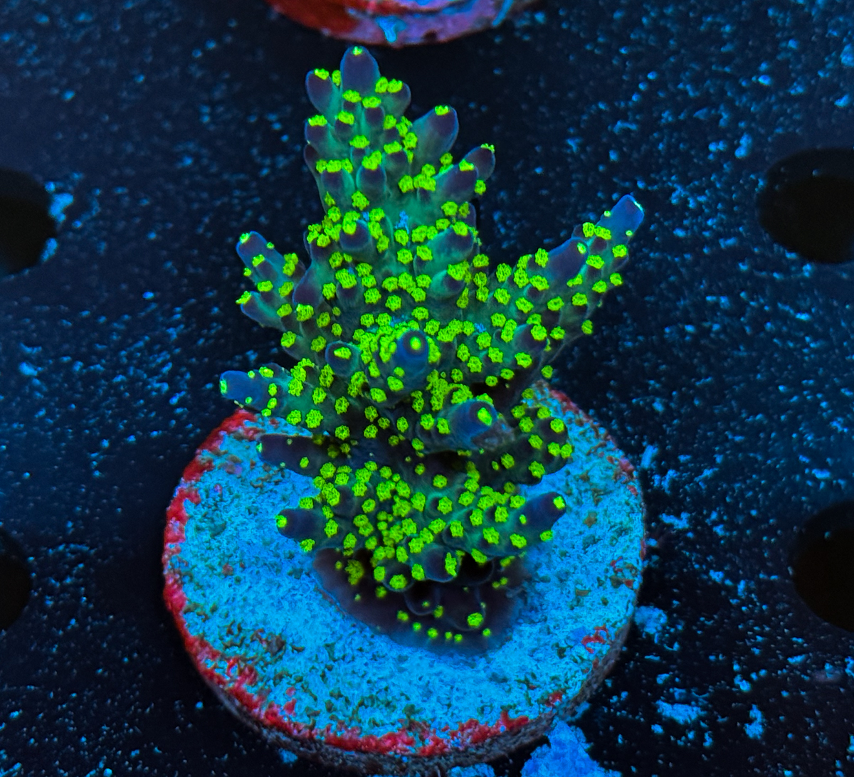 Acropora sp. Tricolor