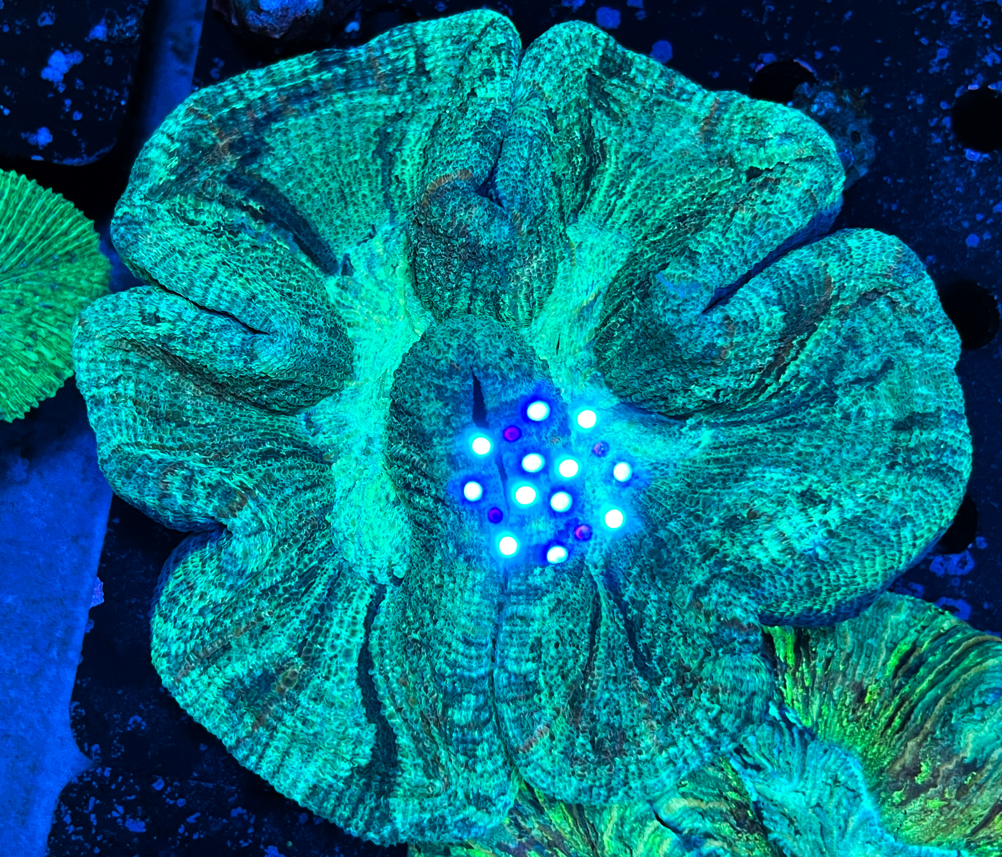 Trachyphyllia sp. Green Large