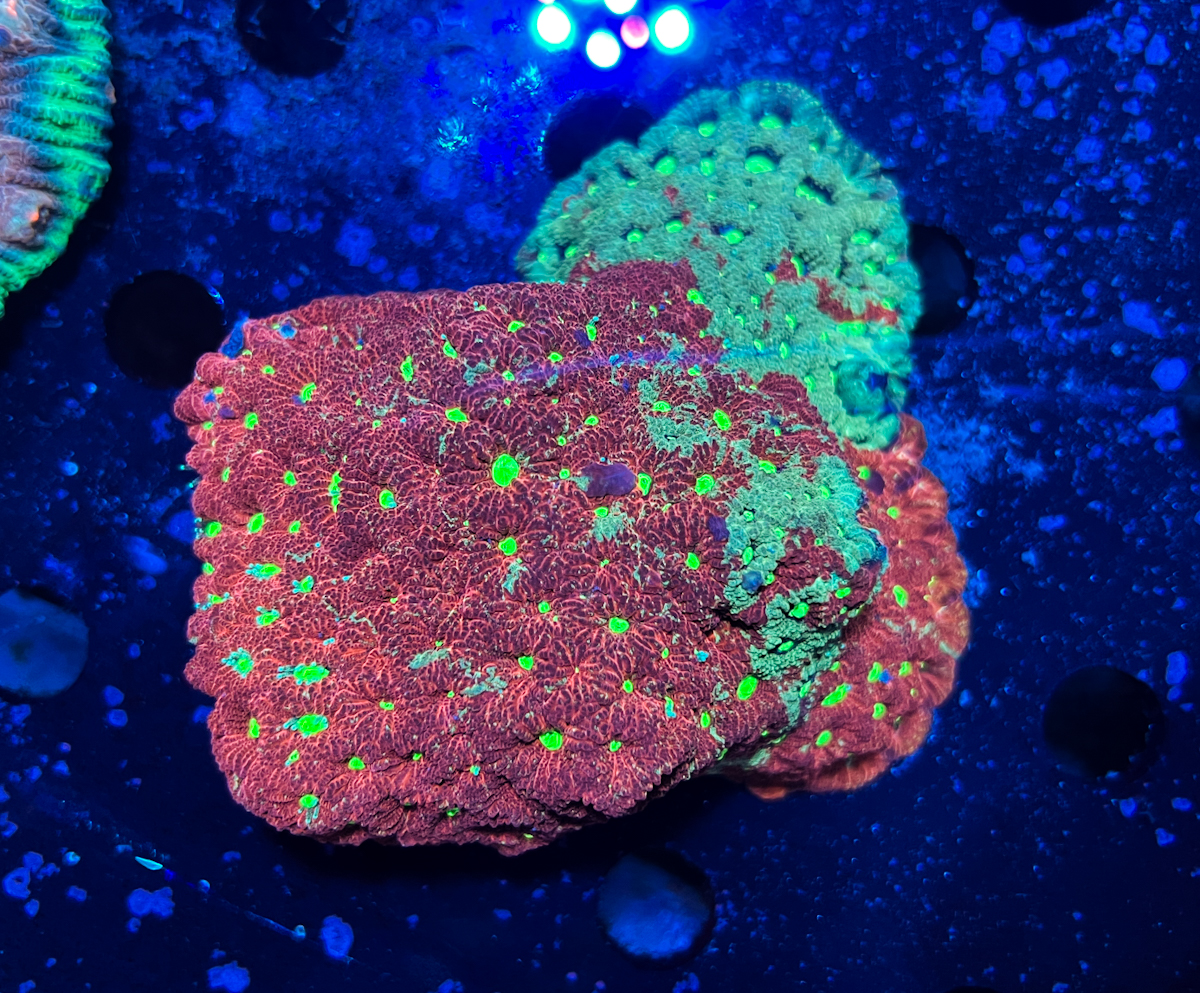 Favites sp. Warcoral