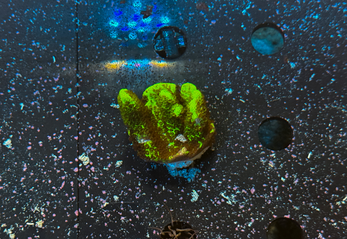 Montipora confusa