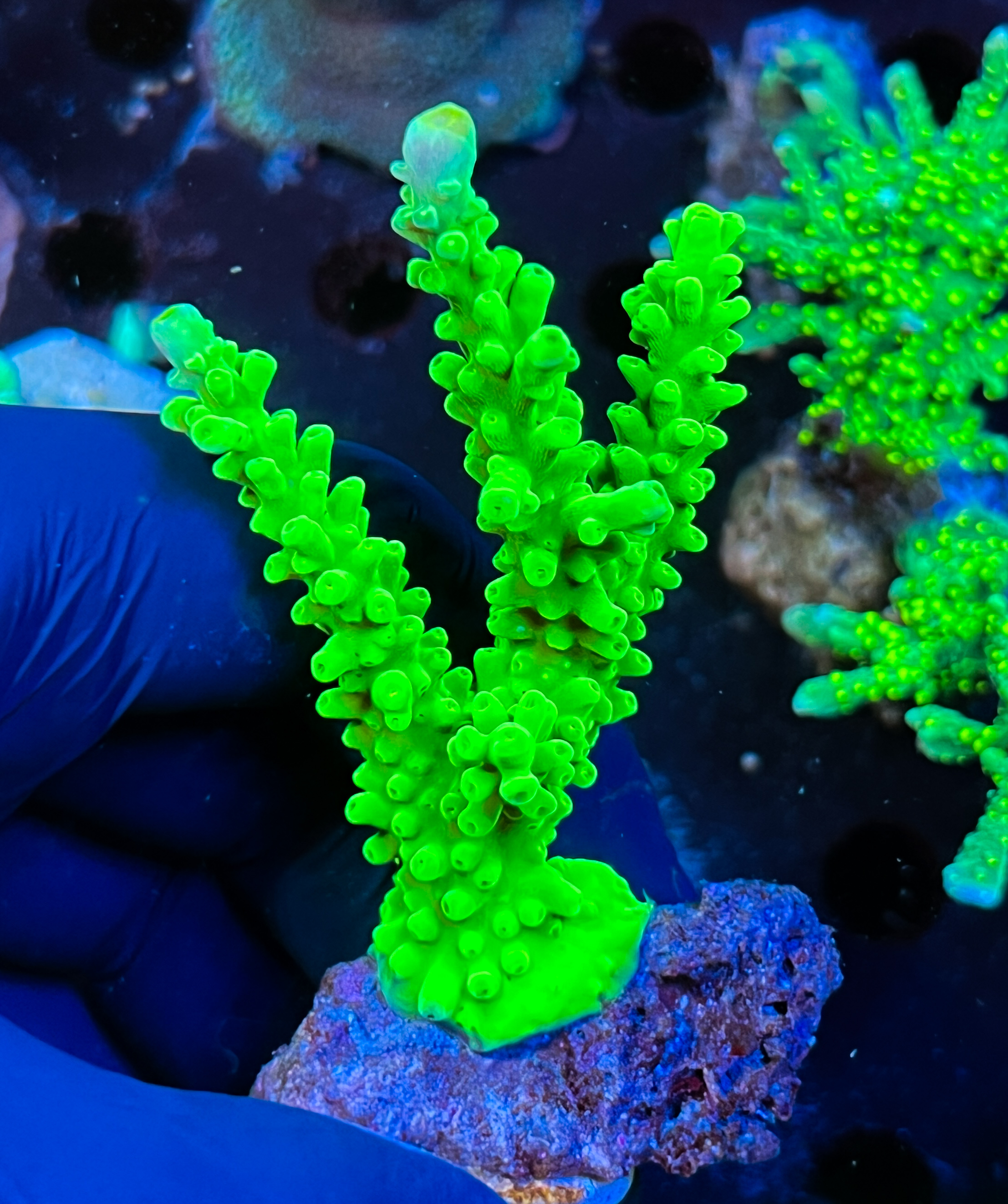 Acropora sp. 