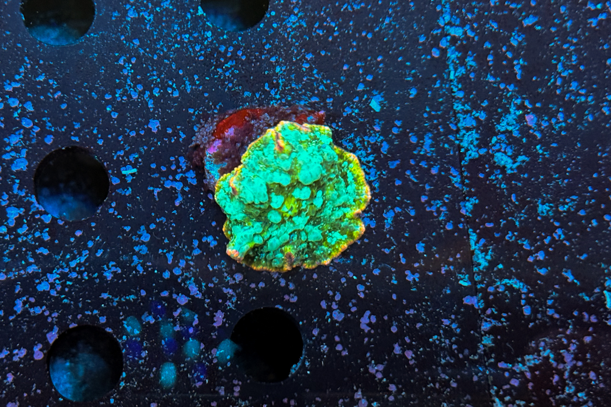 Rhodactis sp.