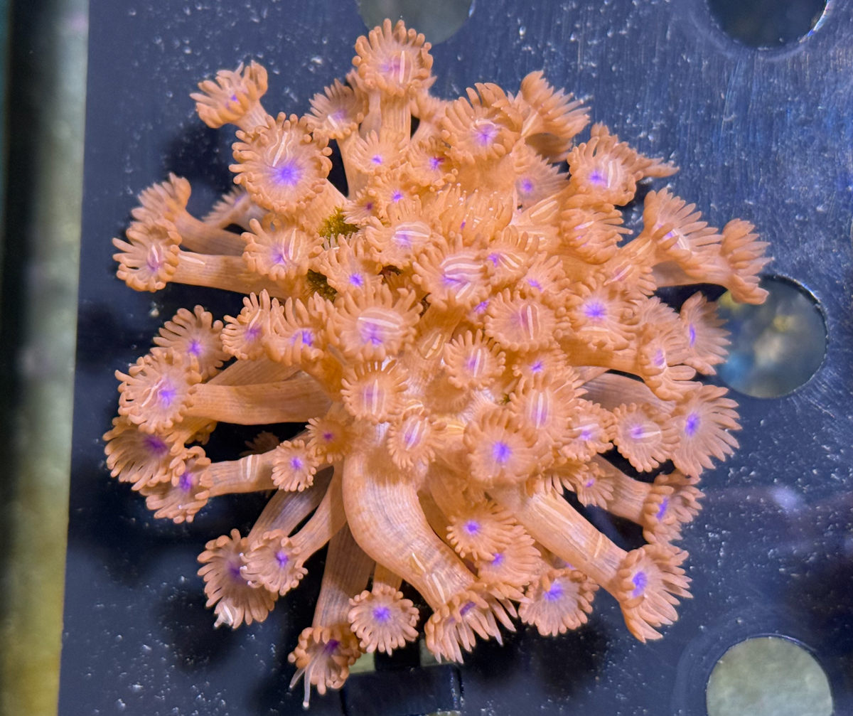 Goniopora sp. Red Frag