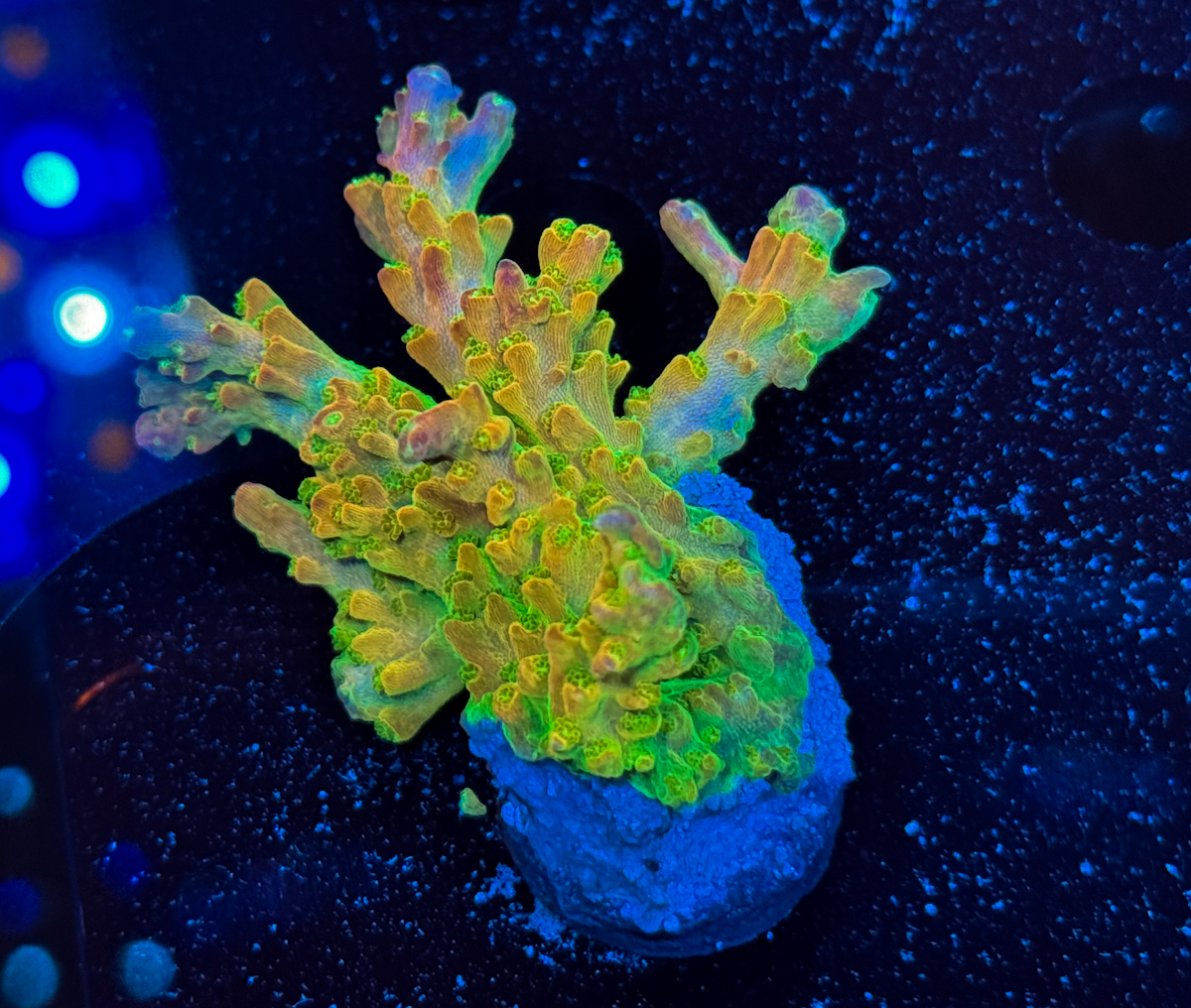 Acropora sp. Mango Garden