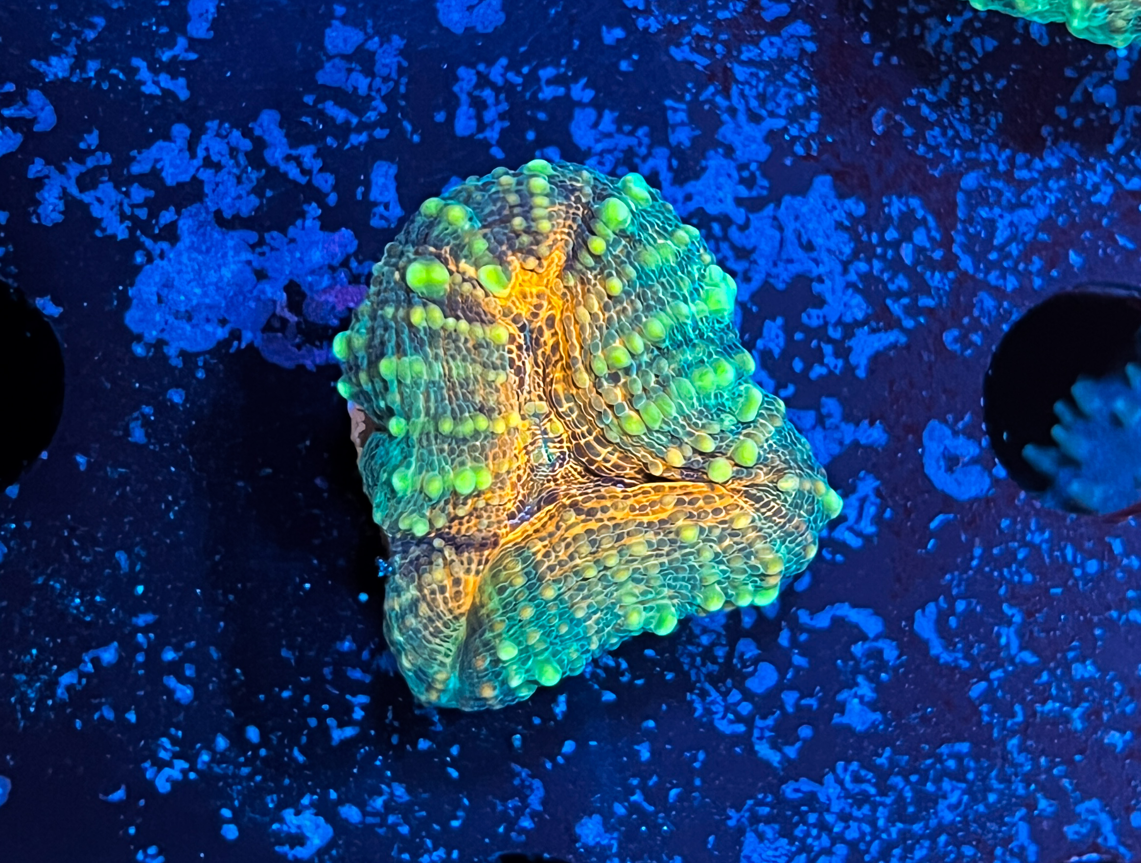 Lobophyllia sp. Orange Frag