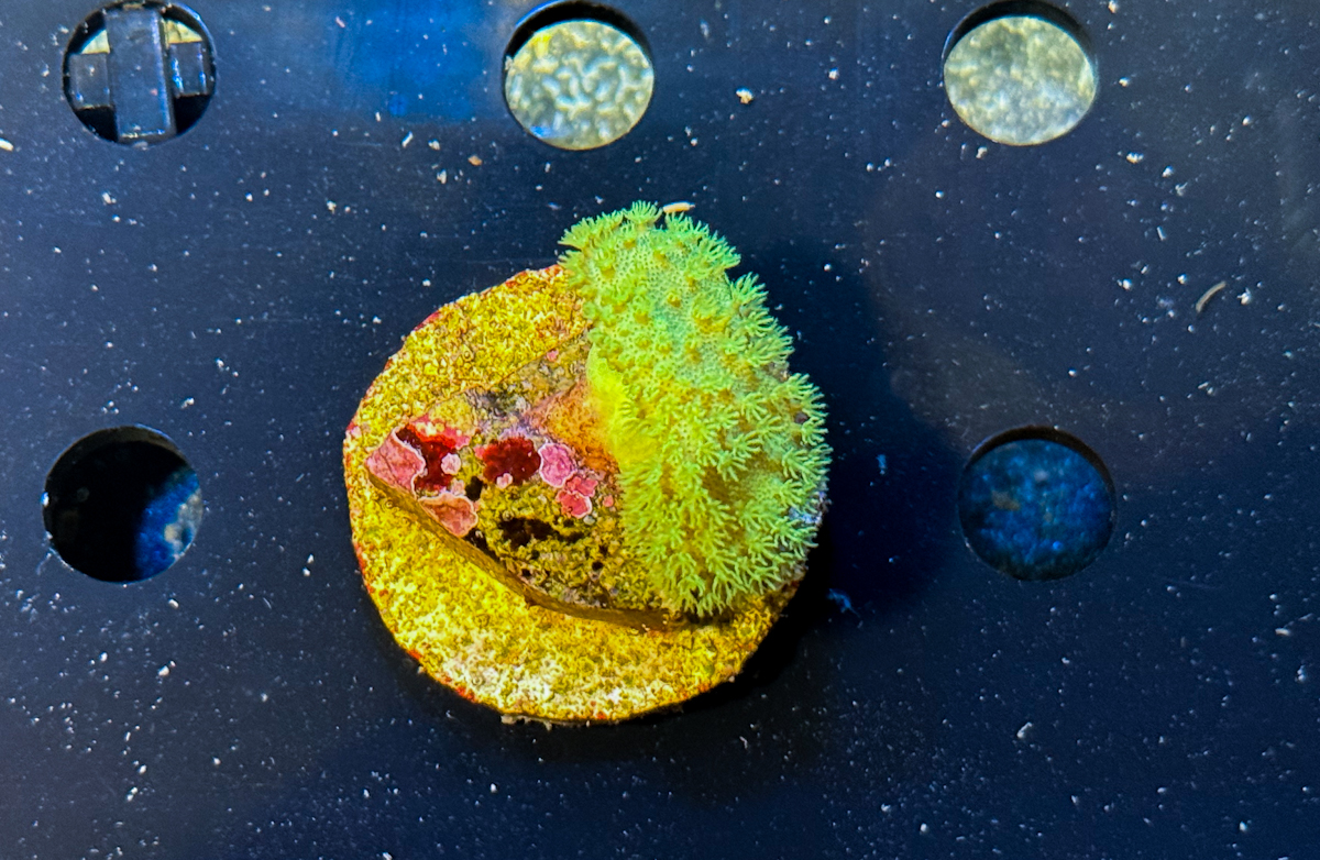 Sarcophyton Yellow (Tonga/Fiji)