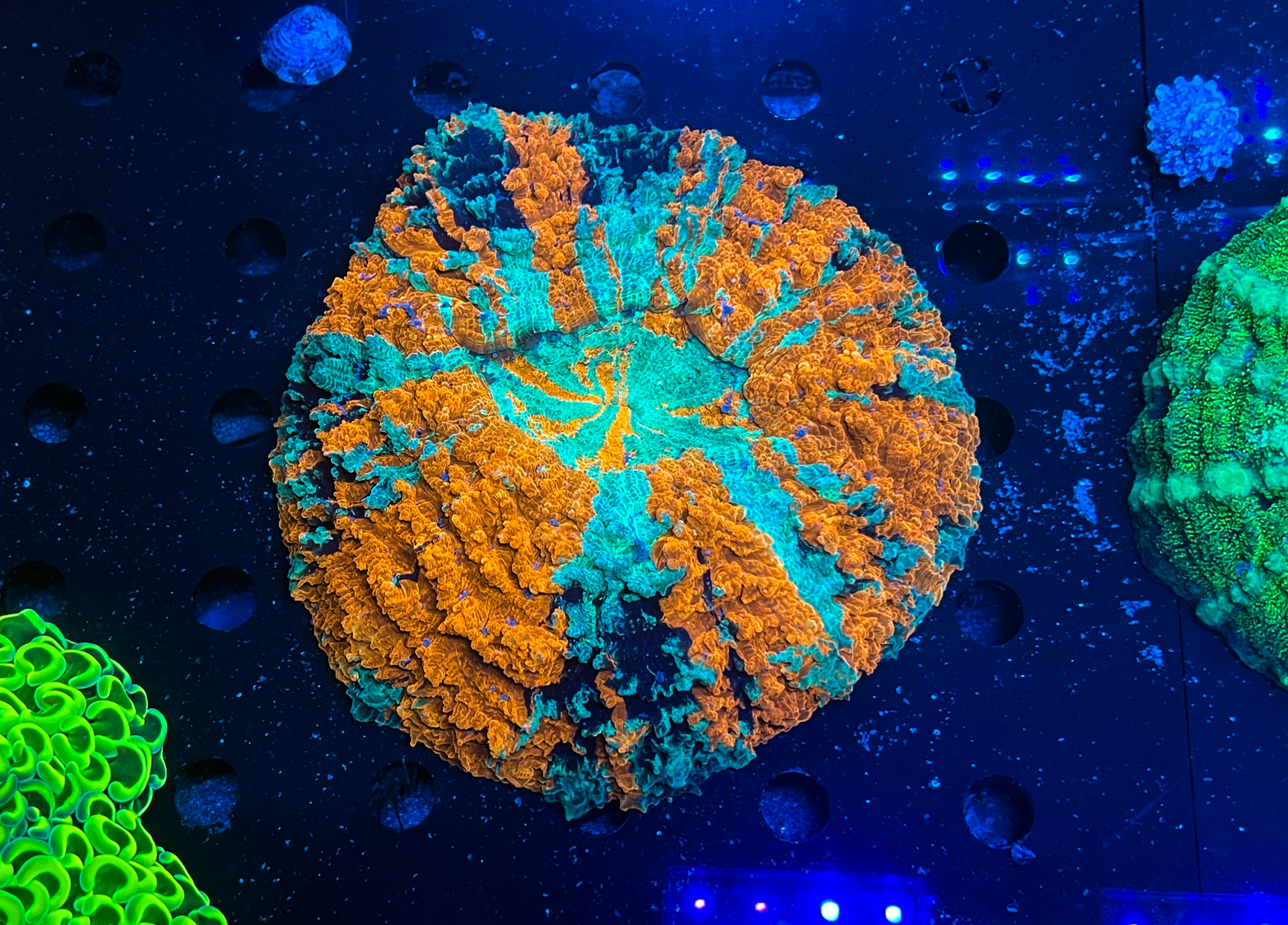 Acanthophyllia deshayesiana Ultra