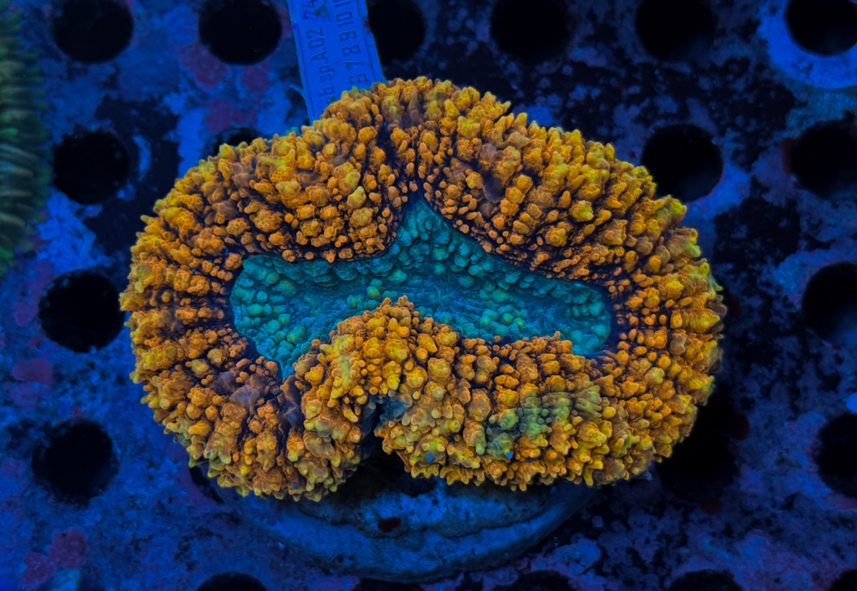 Lobophyllia sp. Orange Rim