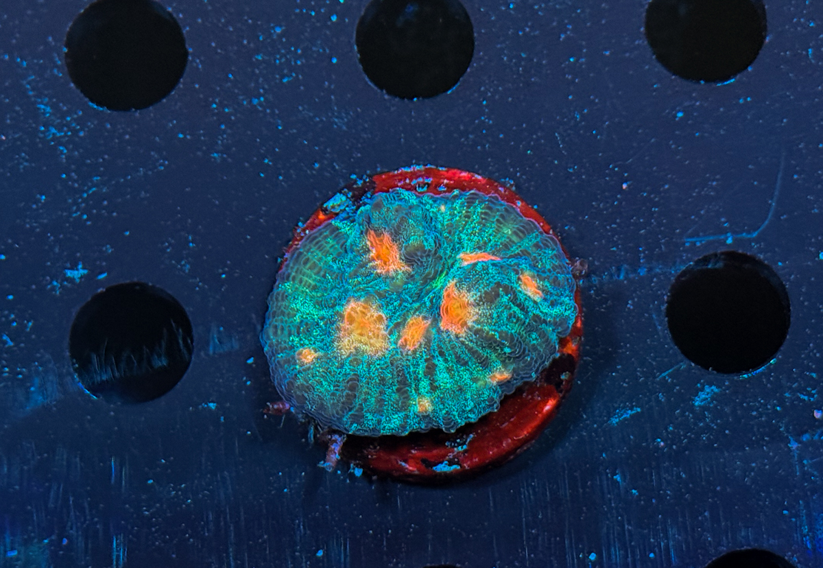 Chalice sp. Galaxy Meteor