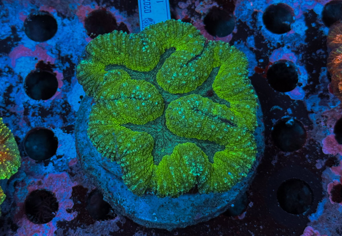 Lobophyllia sp. Green