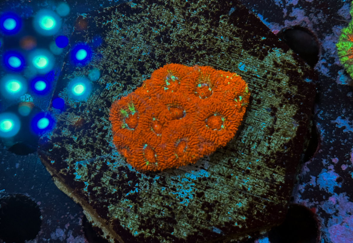 Micromussa sp.