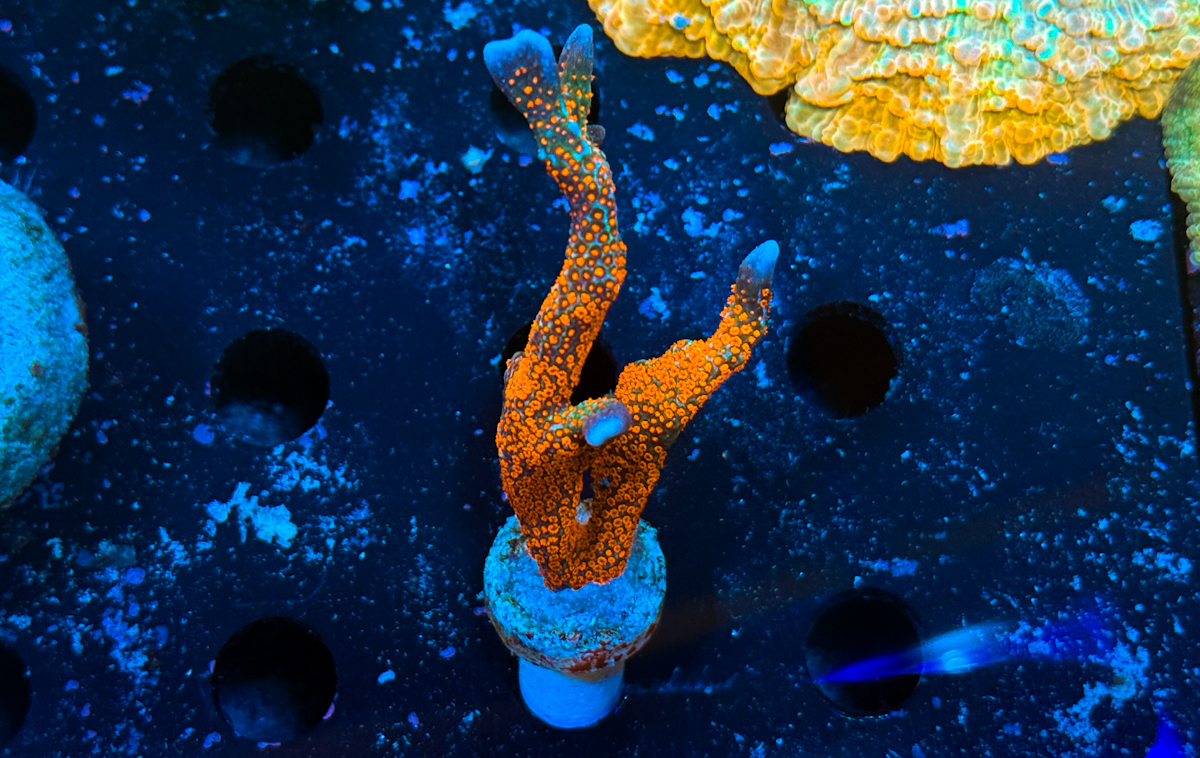 Montipora sp. Bubblegum