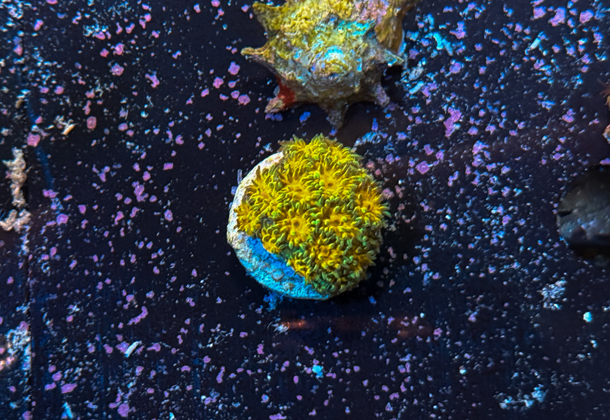Leptastrea sp. John Deere