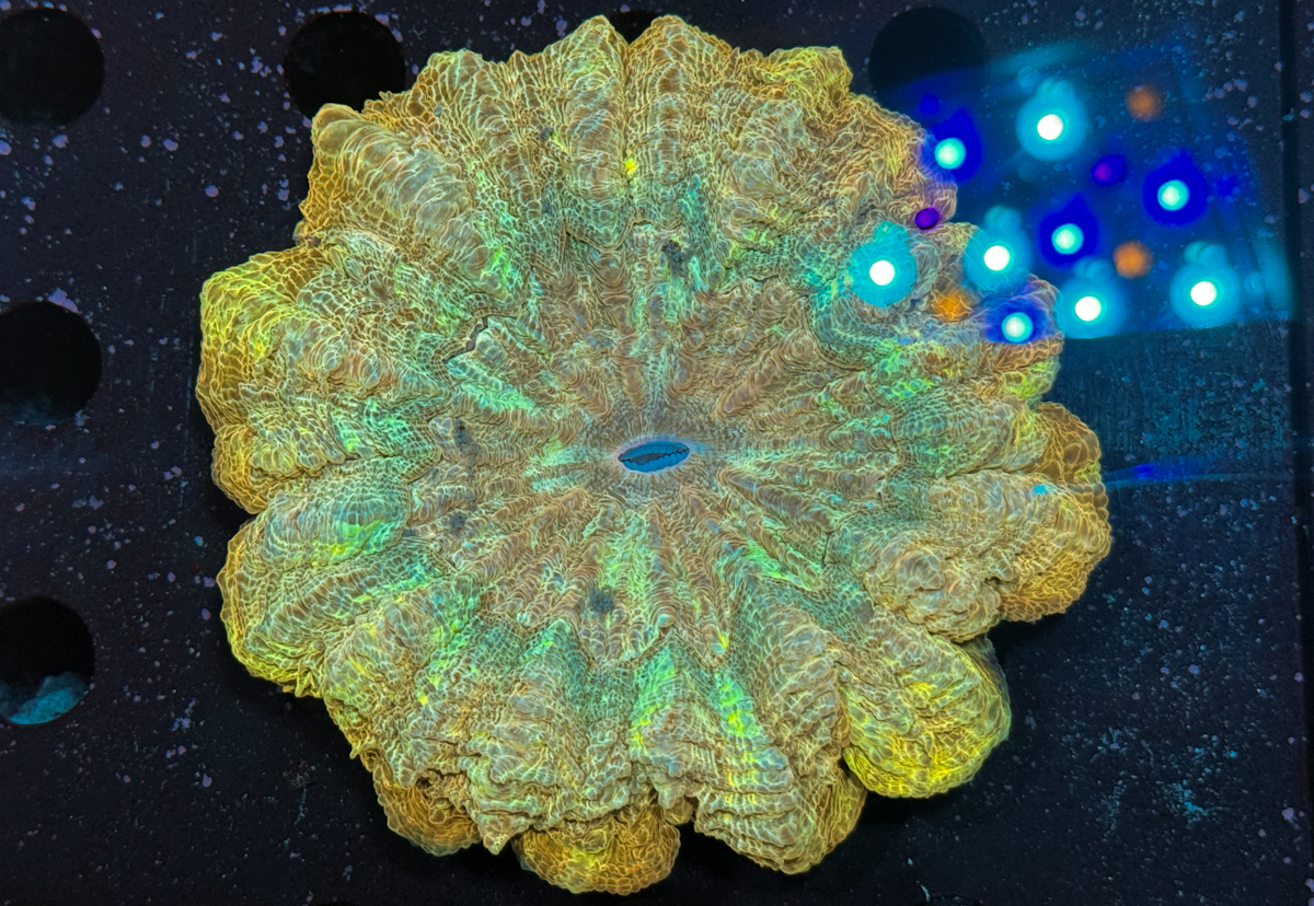 Acanthophyllia sp. Gold