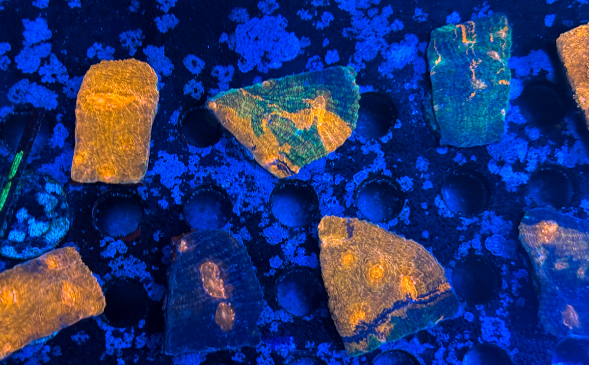 Chalice sp. Lava Red Chalice sp. Lava Red