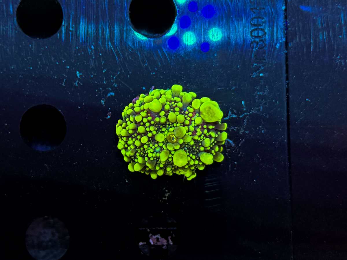 Ricordea Yuma Toxic Green