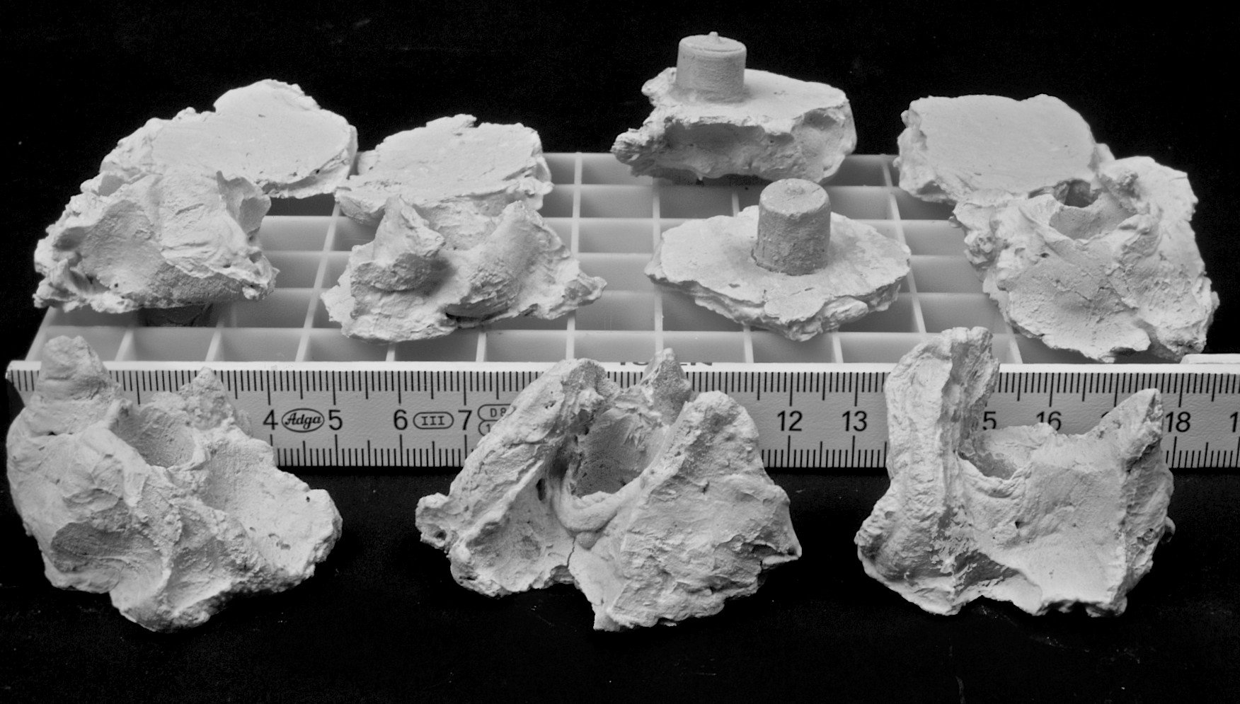 Korallenwelt Ablegerstein 1 Stück Korallenwelt Ablegerstein 1 Stück