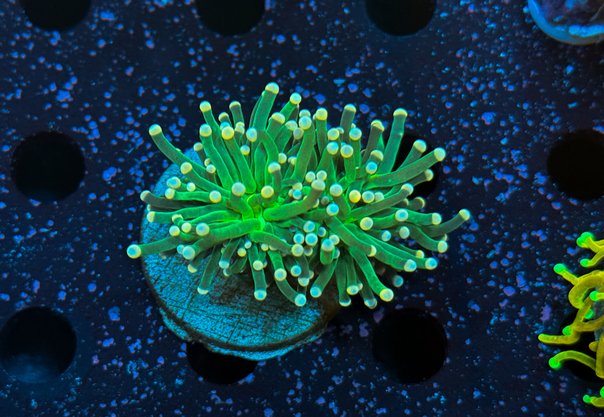 Euphyllia Glabrescens Green