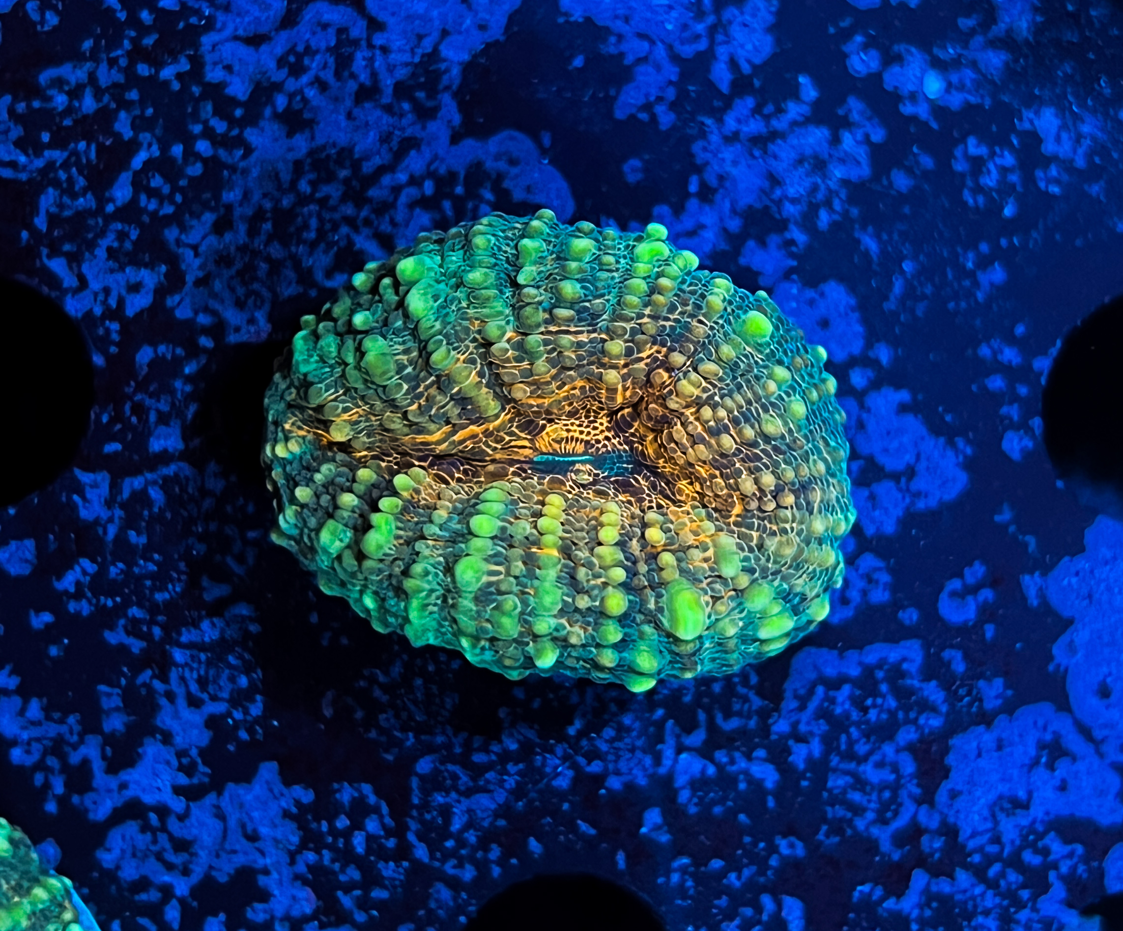 Lobophyllia sp. Orange Frag