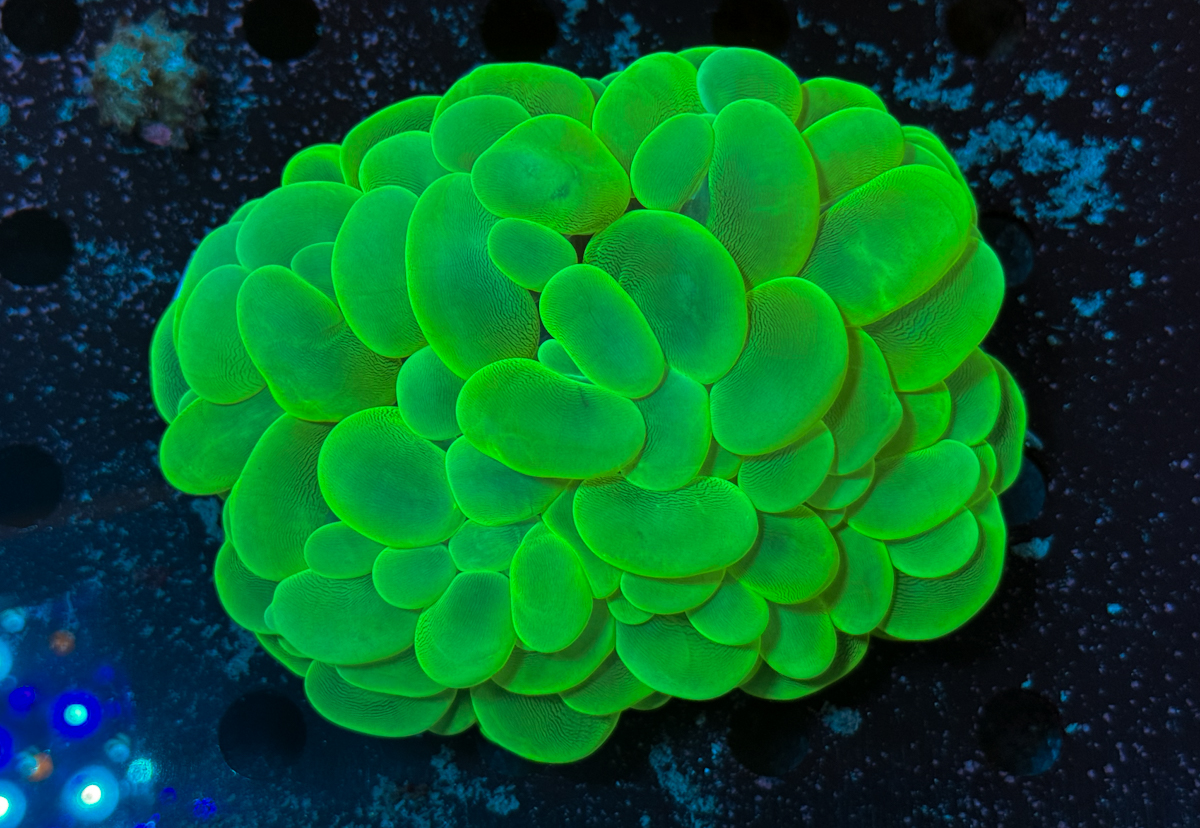 Plerogyra sinuosa Toxic Green